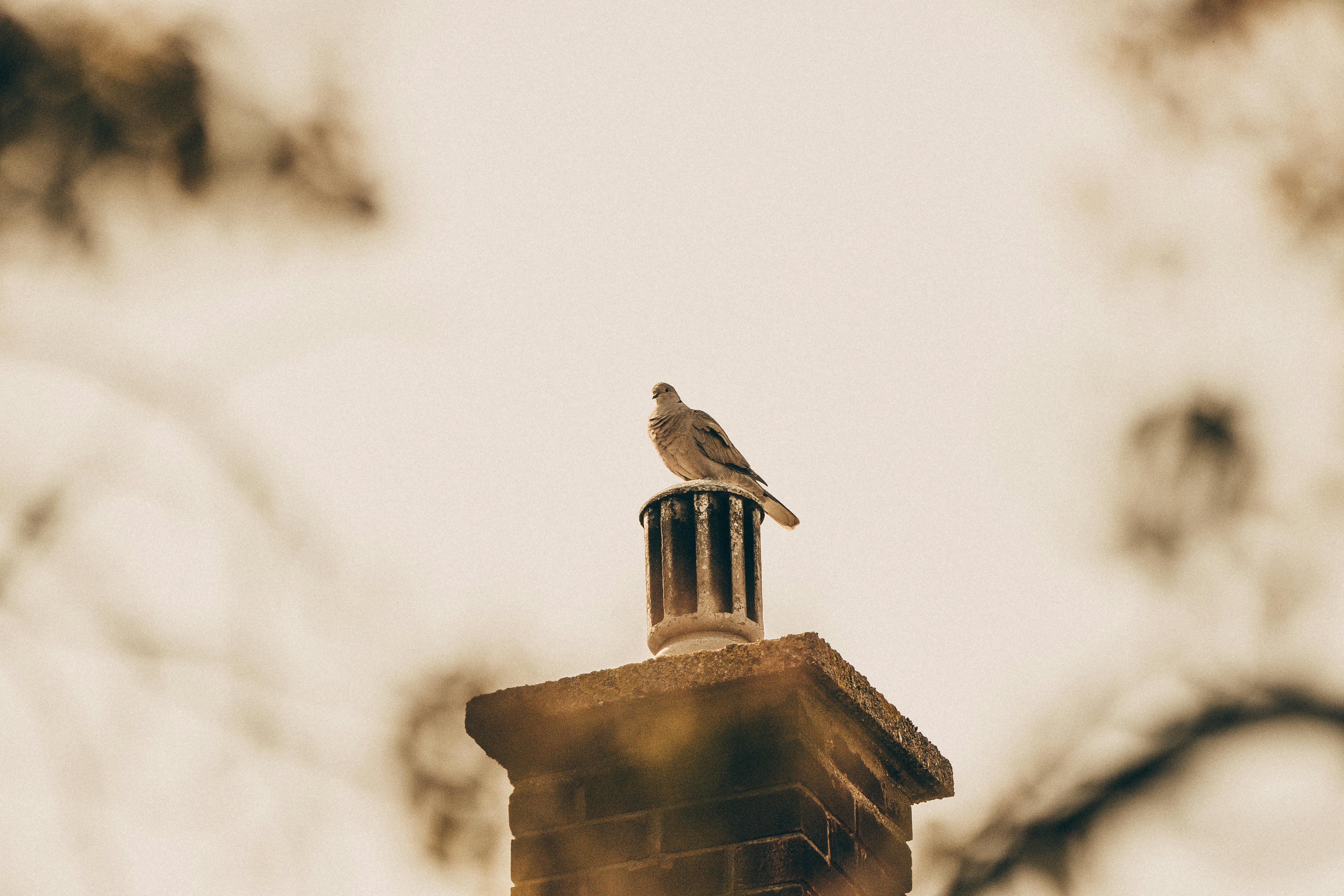 Expert Chimney Cap Installation in Riverside, Illinois
